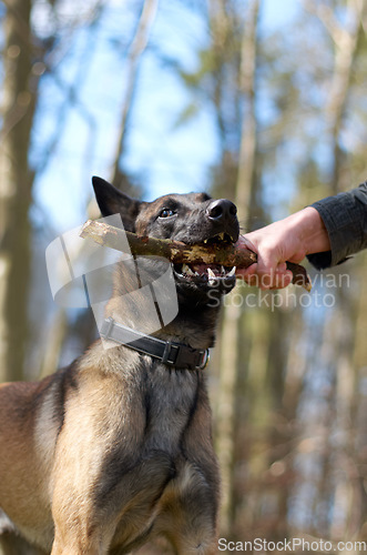 Image of Man, dog and forest with stick in mouth, play fetch or training in nature with game, exercise and learning. Hand, wood and pet animal with strong bite, pull and outdoor in countryside for health