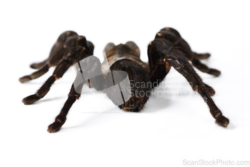 Image of Insect, closeup and spider in studio, exotic and creepy on white background space. Bugs, scary and brown tarantula posing isolated as pet, wildlife and horror arachnid with danger aesthetic