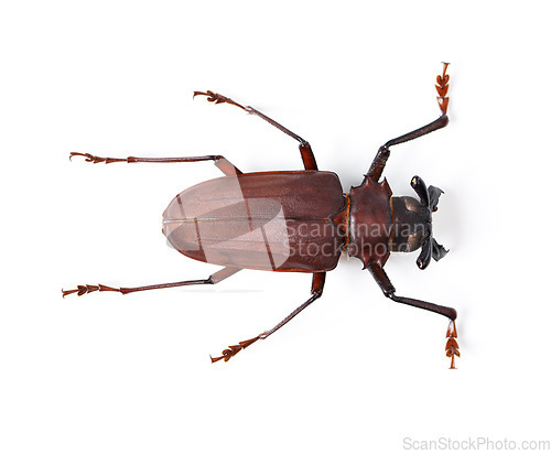 Image of Bug, insect and closeup of titan beetle in studio for environment, zoology and fauna from above. Animal, natural and wildlife nature with creature isolated on white background for mockup and pest