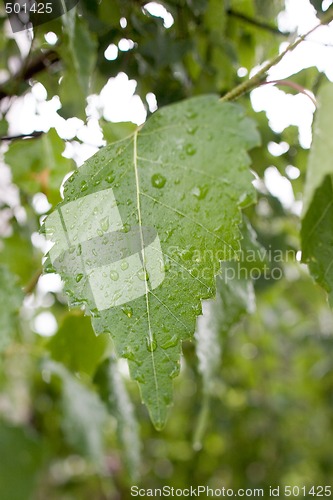 Image of Birch leaf