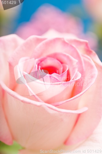 Image of Pink Rose