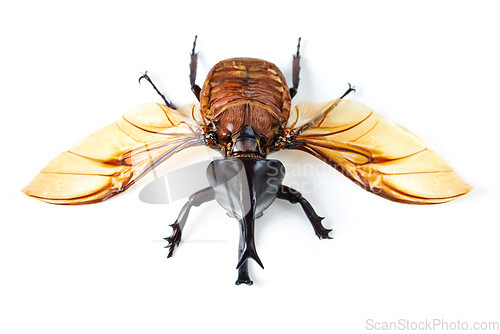 Image of Fly, wings and beetle with horn, white background and isolated studio of bugs for biology, creature and wildlife study. Closeup, five horned rhino insect and entomology details for natural research