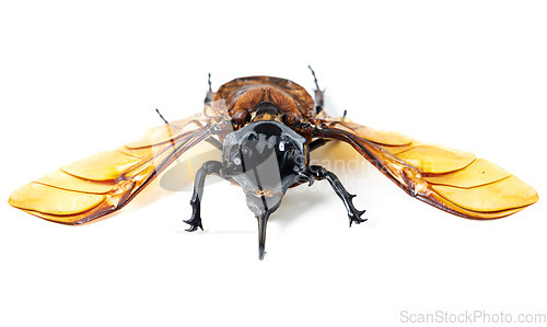 Image of Nature, wings and beetle with horn, white background and front view of aesthetic bug for analysis and study. Bugs, science and insect collection for entomology research, studying and museum education