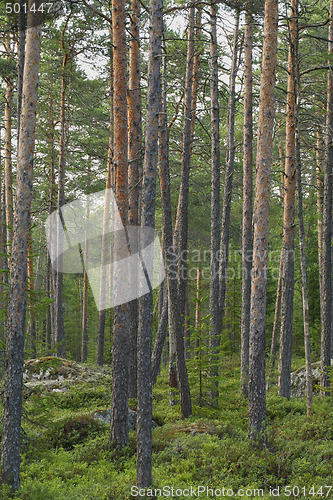 Image of Pine Forest