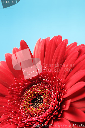 Image of Gerbera