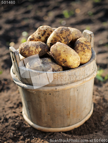 Image of Potato harvest