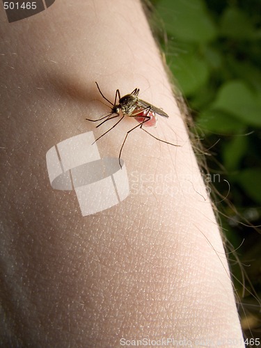 Image of mosquito sucking blood