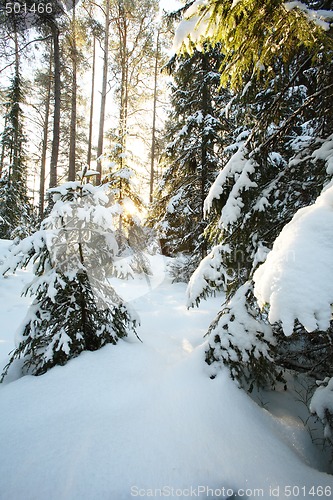 Image of Snowy arctic forest