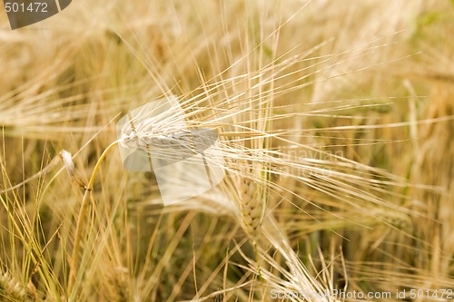 Image of Barley