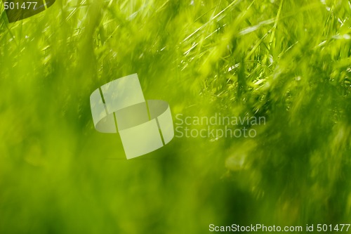 Image of Blurry grass background