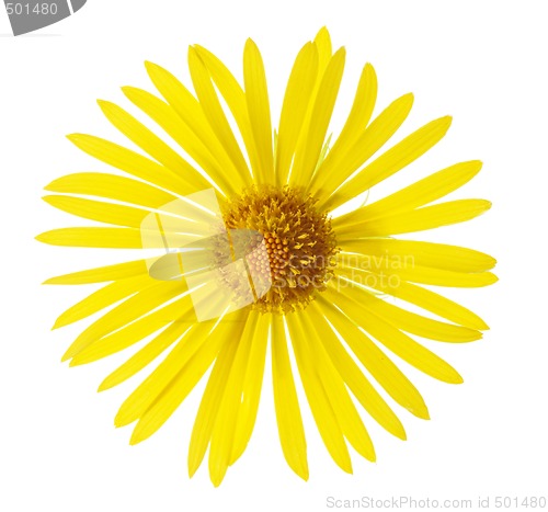 Image of Summer Flower