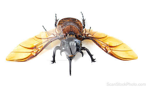 Image of Nature, science and wings of beetle from front on white background, closeup of bug for analysis or wing study. Bugs, insects and museum collection for entomology research, studying and education