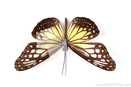 Image of Top view, insect and butterfly in studio for taxidermy, art and decoration against a white background. Above, bug and pattern of creature wings isolated with color, beauty and natural shapes detail