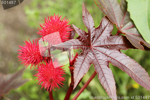 Image of Castor oil plant