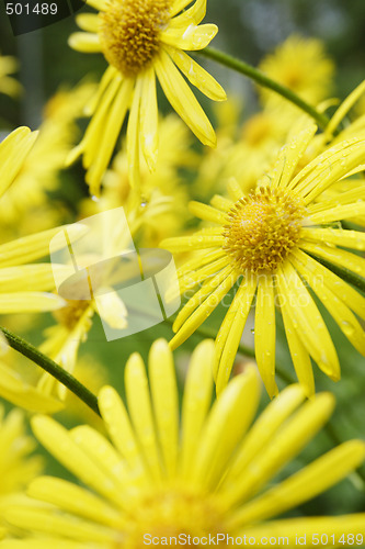 Image of Summer flowers