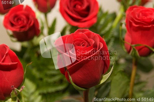 Image of flowers rose 08