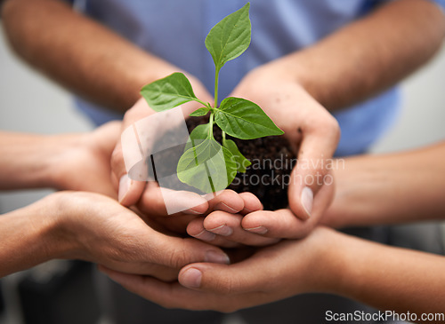 Image of Closeup, group and hands of people, plants and sustainability for support, hope and earth day. Teamwork, trust and growth of leaf in soil for green future, collaboration and accountability to recycle