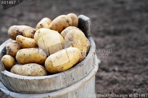 Image of Potatos