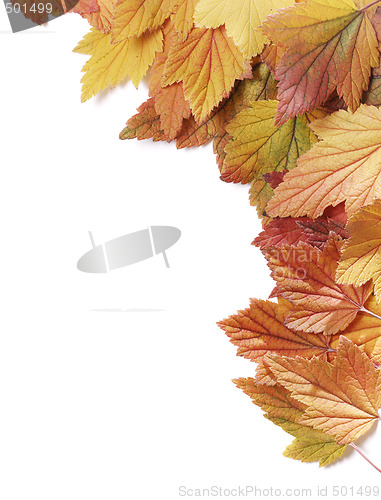 Image of Autumn leaves