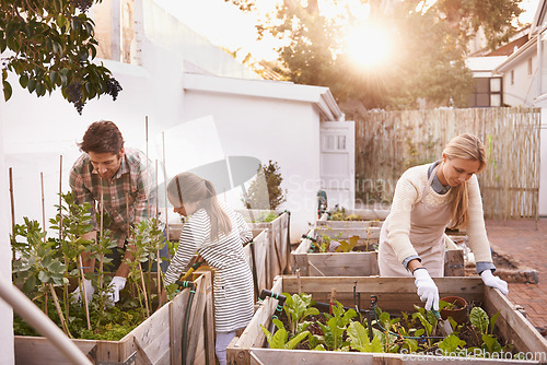 Image of Family, farming or sustainability with a mother, father and daughter planting crops in the backyard together. Children, agriculture or vegetation with a man, woman and child working on a farm