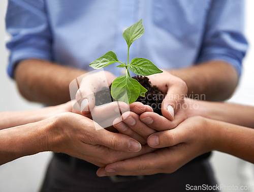 Image of Closeup, group and hands of people, plants and sustainability to start small business, support or hope. Teamwork, trust and growth of leaf, soil or collaboration in green future, investment and goals