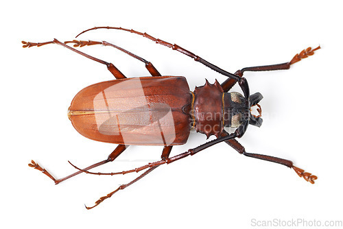 Image of Top view, insect and titan beetle on a white background in studio for wildlife, zoology and natural ecosystem. Animal mockup, nature and closeup of creature for environment, entomology study and pest