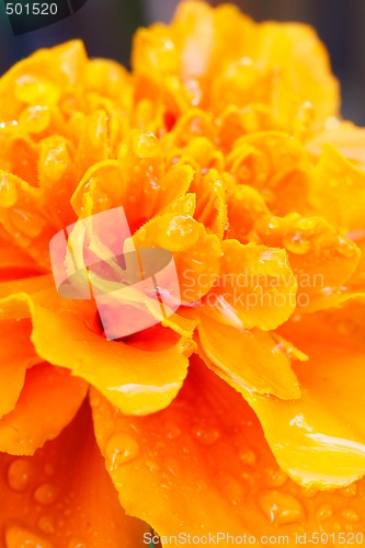 Image of Marigold closeup