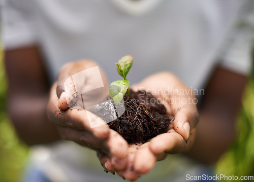 Image of Hands, sustainability and soil growth in nature for nature, environment development and dirt. Plant, growing and sustainable eco friendly work of a person with care, community for climate change