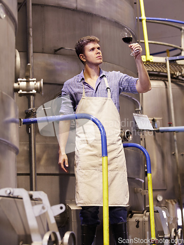 Image of Man, wine manufacturing at distillery and alcohol making process with inspection of drink in glass and winery. Young male winemaker, fermentation of alcoholic beverage and person check product