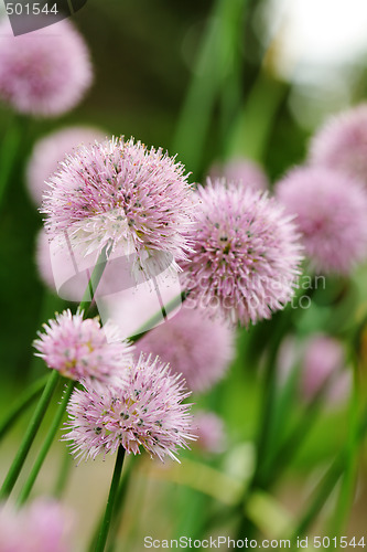 Image of Chives