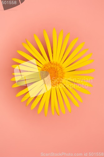 Image of Summer Flower