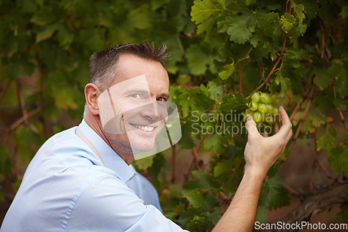 Image of Fruit, portrait of man picking grapes for wine at farm or vineyard outdoors. Agriculture, farming and male alcohol maker getting ingredients for sustainability production of beverages or drinks