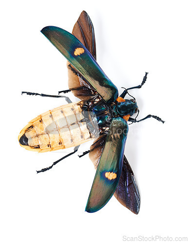 Image of Moth, creature and bug in studio background with full body and wings detail and insect isolated in a backdrop. Animal, nature and top view of colourful wildlife or butterfly from the environment