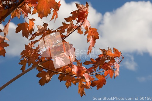 Image of nature autumn tree 02