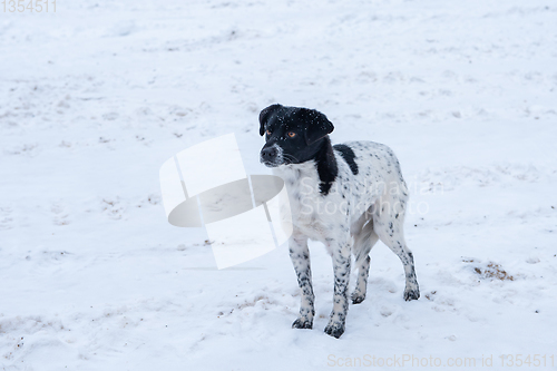 Image of A sad dog stands on the snow