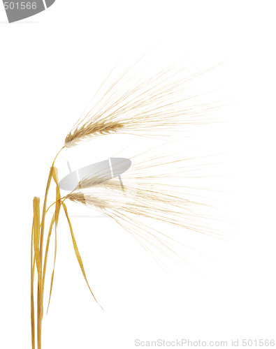 Image of Barley