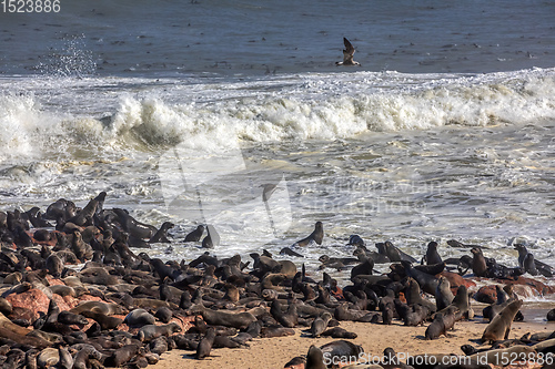 Image of colony of brown seal in Cape Cross, Namibia