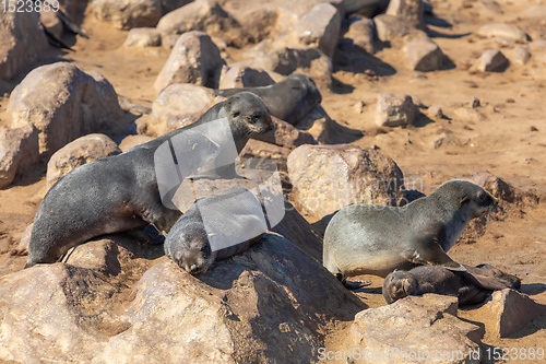 Image of colony of brown seal in Cape Cross, Namibia