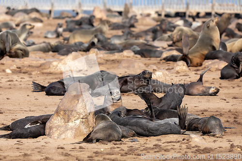 Image of colony of brown seal in Cape Cross, Namibia