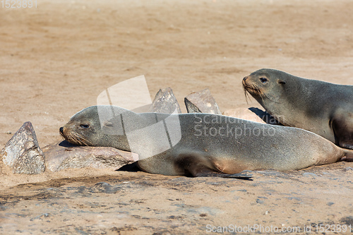 Image of colony of brown seal in Cape Cross, Namibia