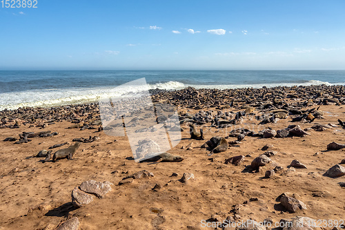 Image of colony of brown seal in Cape Cross, Namibia