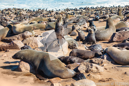 Image of colony of brown seal in Cape Cross, Namibia