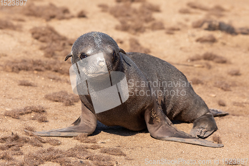 Image of colony of brown seal in Cape Cross, Namibia