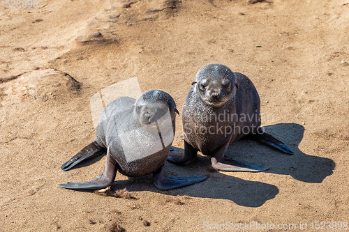 Image of brown seal in Cape Cross, Namibia