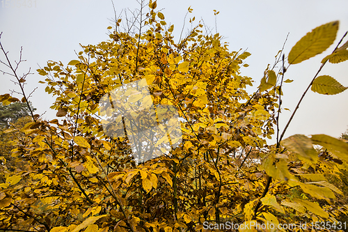 Image of multicolored beautiful foliage