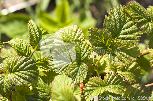 Image of raspberry foliage