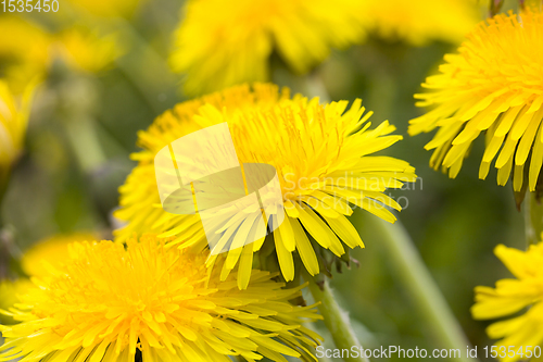 Image of yellow beautiful dandelions