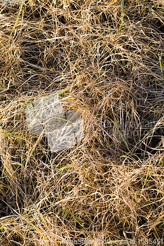 Image of yellow grass in the swamp