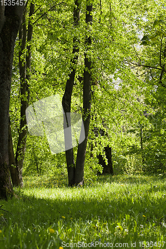 Image of green trees background in forest