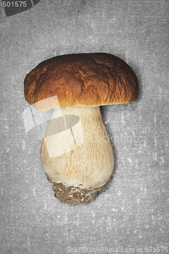 Image of Porcini